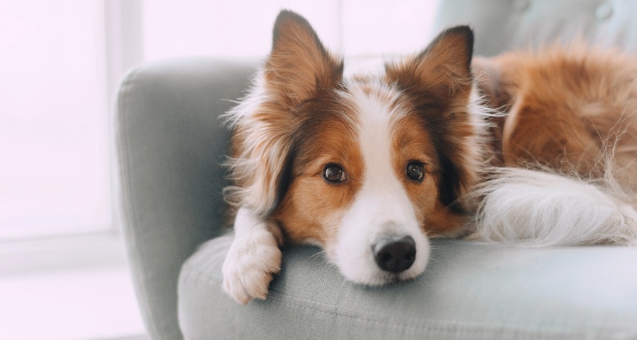 Border Collie lying on a sofa